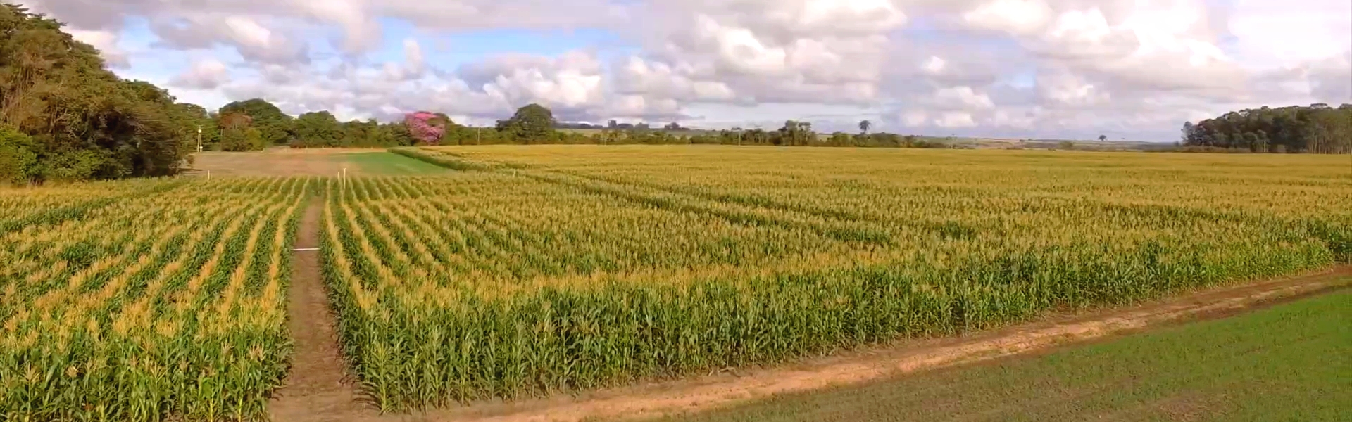 Fazenda Experimental Anhumas